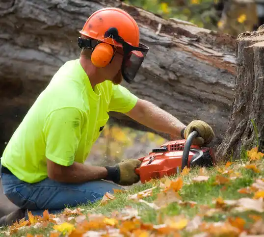 tree services Hillcrest Heights